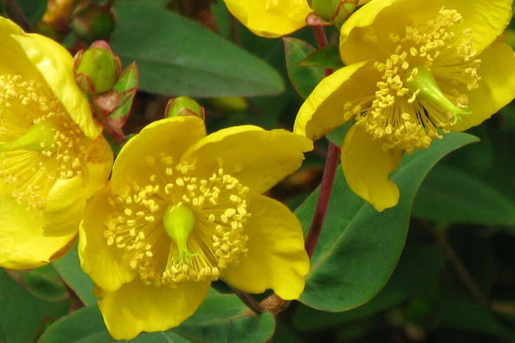 St. John's Wort Tea Helps With Depression