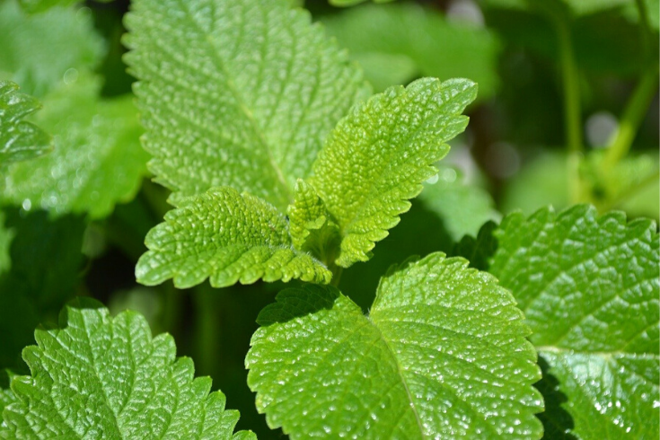 Lemon Balm Tea To Relieve Tension